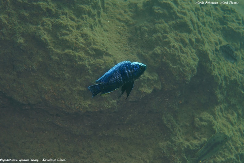Copadichromis cyaneus 'Namalenje Island'